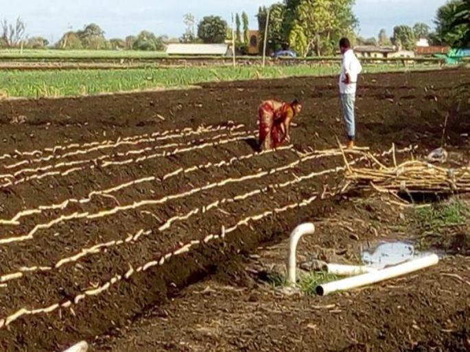 sugarcane plantation work superfast due to rains | जिल्ह्यात चांगला पाऊस होताच ऊस लागवडीला आला वेग