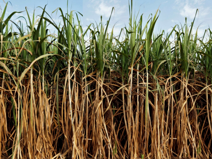 Farmers in crisis! Farm pump power cut, standing sugarcane drying up; But factories will not take sugarcane | शेतकरी संकटात! शेतीपंपाची वीज खंडित; उभा ऊस वाळून जातोय, तरी कारखाने ऊस नेईनात Farmers in crisis! Farm pump power cut, standing sugarcane drying up; But factories will not take sugarcane | शेतकरी संकटात! शेतीपंपाची वीज खंडित; उभा ऊस वाळून जातोय, तरी कारखाने ऊस नेईनात