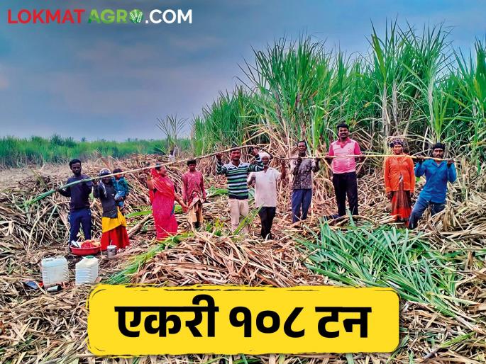 Advanced sugarcane farming; a record sugarcane production 108 tons per acre | ऊस शेतीला दिली आधुनिकतेची जोड; एकरी १०८ टन झाली विक्रमी ऊस तोड Advanced sugarcane farming; a record sugarcane production 108 tons per acre | ऊस शेतीला दिली आधुनिकतेची जोड; एकरी १०८ टन झाली विक्रमी ऊस तोड