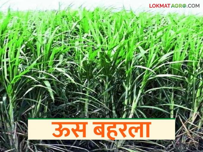 latest news Sugarcane Crop: Unseasonal rains revive sugarcane crop Read in detail | Sugarcane Crop : अवकाळी पावसाने ऊस पिकाला दिली नवसंजीवनी वाचा सविस्तर latest news Sugarcane Crop: Unseasonal rains revive sugarcane crop Read in detail | Sugarcane Crop : अवकाळी पावसाने ऊस पिकाला दिली नवसंजीवनी वाचा सविस्तर