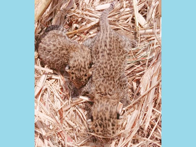 Leopard cubs found in sugarcane fields, panic among sugarcane workers | Pune: उसाच्या शेतात आढळली बिबट्याची पिल्ले, ऊसतोडणी कामगारांमध्ये भीतीचे वातावरण Leopard cubs found in sugarcane fields, panic among sugarcane workers | Pune: उसाच्या शेतात आढळली बिबट्याची पिल्ले, ऊसतोडणी कामगारांमध्ये भीतीचे वातावरण
