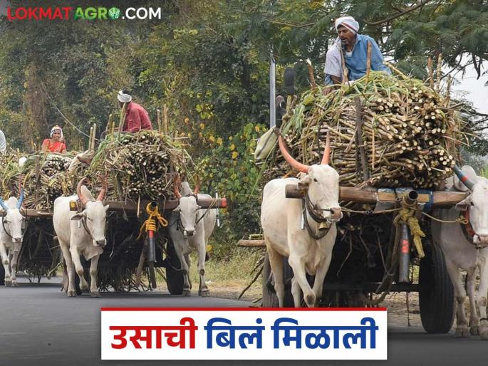 These 13 sugar factories in Solapur and Dharashiv districts payed farmers sugarcane bills | सोलापूर व धाराशिव जिल्ह्यातील या १३ साखर कारखान्यांनी ऊस बिलाचा हिशेब केला चुकता These 13 sugar factories in Solapur and Dharashiv districts payed farmers sugarcane bills | सोलापूर व धाराशिव जिल्ह्यातील या १३ साखर कारखान्यांनी ऊस बिलाचा हिशेब केला चुकता