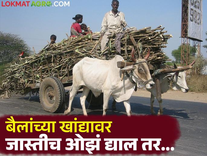 Beware, action will be taken if excess sugarcane load is placed on bulls; Sugar Commissioner orders | खबरदार, बैलांवर उसाचा जादा भार लादल्यास कारवाई; साखर आयुक्तांचे आदेश Beware, action will be taken if excess sugarcane load is placed on bulls; Sugar Commissioner orders | खबरदार, बैलांवर उसाचा जादा भार लादल्यास कारवाई; साखर आयुक्तांचे आदेश