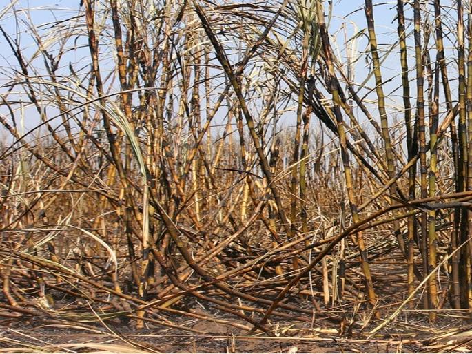 sugarcane crop destroyed due to water scarcity; 28,000 hectare area sugarcane in Osmanabad was suffered | पाण्याअभावी ऊसशेती उद्ध्वस्त; उस्मानाबादेत २८ हजार हेक्टर क्षेत्रातील ऊस दुष्काळाने केला गडप ! sugarcane crop destroyed due to water scarcity; 28,000 hectare area sugarcane in Osmanabad was suffered | पाण्याअभावी ऊसशेती उद्ध्वस्त; उस्मानाबादेत २८ हजार हेक्टर क्षेत्रातील ऊस दुष्काळाने केला गडप !