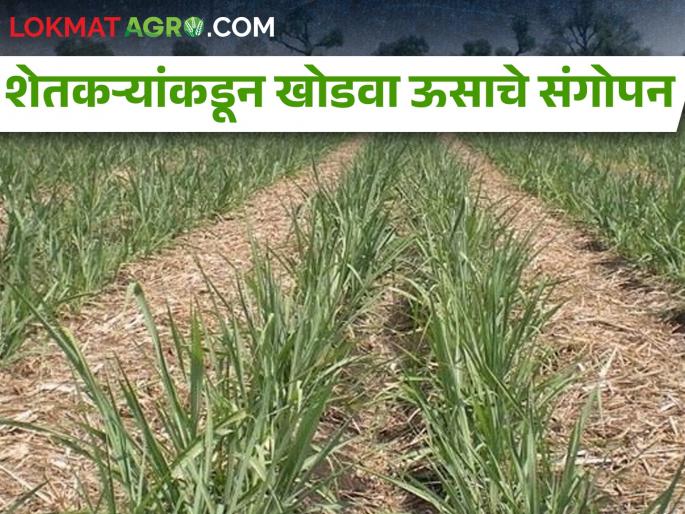 Latest News Why are the sugarcane farmers cultivating Khodwa sugarcane? | ऊस उत्पादक शेतकरी खोडवा ऊसाचे संगोपन का करत आहेत?  Latest News Why are the sugarcane farmers cultivating Khodwa sugarcane? | ऊस उत्पादक शेतकरी खोडवा ऊसाचे संगोपन का करत आहेत?