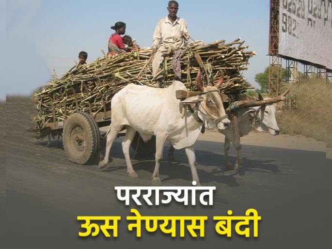 Ban from Maharashtra government to take sugarcane to other states..but why? Read in detail | परराज्यांत ऊस नेण्यास महाराष्ट्र सरकारकडून बंदी..पण का? वाचा सविस्तर