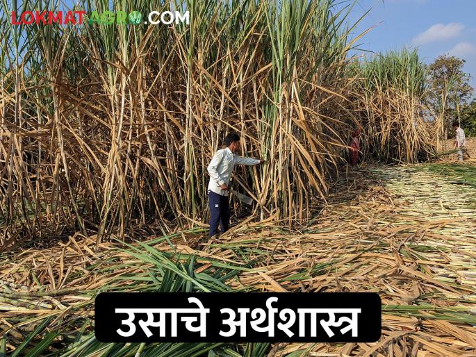 Sugarcane yields declined; The financial profit doesn't get good value | उसाचे उत्पन्न घटले; आर्थिक गणित जुळेना Sugarcane yields declined; The financial profit doesn't get good value | उसाचे उत्पन्न घटले; आर्थिक गणित जुळेना