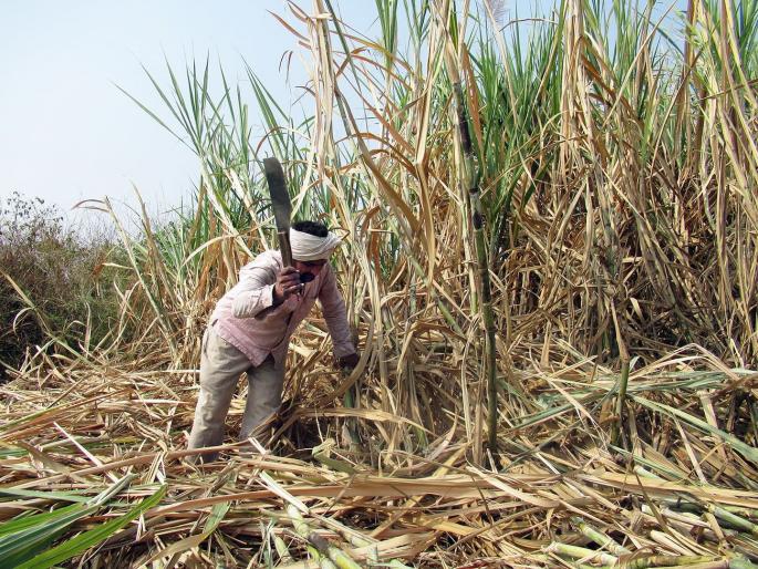 This year, due to the shortage of sugarcane workers, there is a breakdown | ऊसतोड मजूर टंचाईवर यंदा यंत्रतोड, खुद्द तोडीचा उतारा This year, due to the shortage of sugarcane workers, there is a breakdown | ऊसतोड मजूर टंचाईवर यंदा यंत्रतोड, खुद्द तोडीचा उतारा