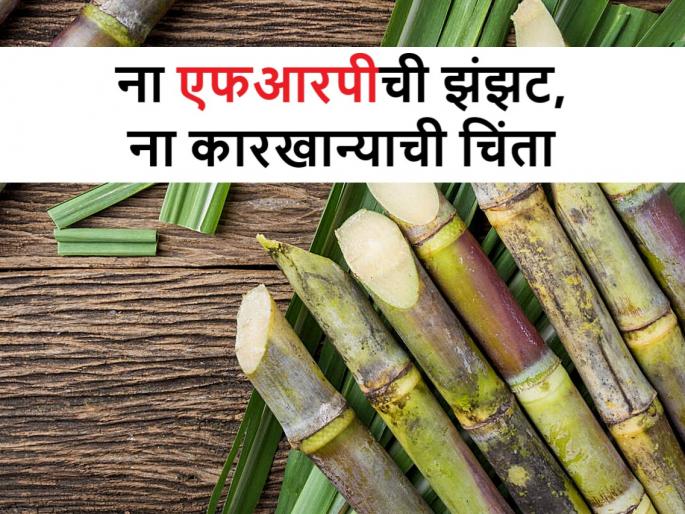 Sugarcane Export : The sweet sugarcane of Pargaon will be a delicacy in Gulf countries | Sugarcane Export: पारगावच्या मधुर ऊसाची थेट आखाती देशांमध्ये निर्यात Sugarcane Export : The sweet sugarcane of Pargaon will be a delicacy in Gulf countries | Sugarcane Export: पारगावच्या मधुर ऊसाची थेट आखाती देशांमध्ये निर्यात