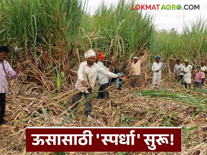 latest news Sugarcane Crushing: 'Competition' for sugarcane begins in 18 sugar factories in two districts Read in detail | Sugarcane Crushing : दोन जिल्ह्यांतील १८ साखर कारखान्यांमध्ये ऊसासाठी 'स्पर्धा' सुरू वाचा सविस्तर latest news Sugarcane Crushing: 'Competition' for sugarcane begins in 18 sugar factories in two districts Read in detail | Sugarcane Crushing : दोन जिल्ह्यांतील १८ साखर कारखान्यांमध्ये ऊसासाठी 'स्पर्धा' सुरू वाचा सविस्तर
