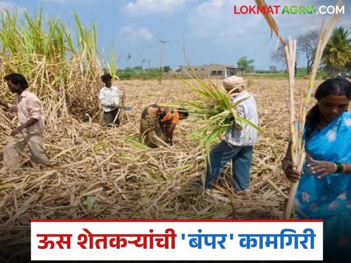 latest news Sugarcane Cultivation: Sugarcane cultivation boom! These districts have a record jump in sugar production this year. Read in detail | Sugarcane Cultivation : ऊस लागवडीत भरारी! यंदा 'या' जिल्ह्यांची साखर उत्पादनात विक्रमी झेप वाचा सविस्तर latest news Sugarcane Cultivation: Sugarcane cultivation boom! These districts have a record jump in sugar production this year. Read in detail | Sugarcane Cultivation : ऊस लागवडीत भरारी! यंदा 'या' जिल्ह्यांची साखर उत्पादनात विक्रमी झेप वाचा सविस्तर