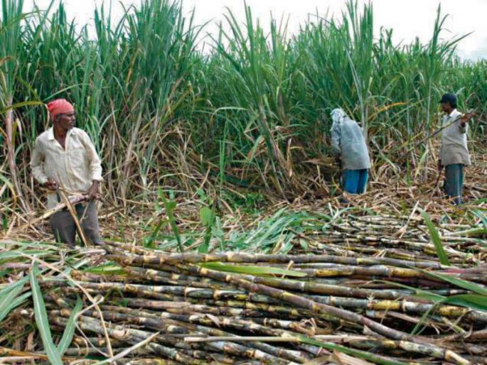 the production of sugarcane will decrease in the state due to drought: primary estimates | दुष्काळामुळे राज्यात ऊसाचे उत्पादन घटणार : प्राथमिक अंदाज the production of sugarcane will decrease in the state due to drought: primary estimates | दुष्काळामुळे राज्यात ऊसाचे उत्पादन घटणार : प्राथमिक अंदाज