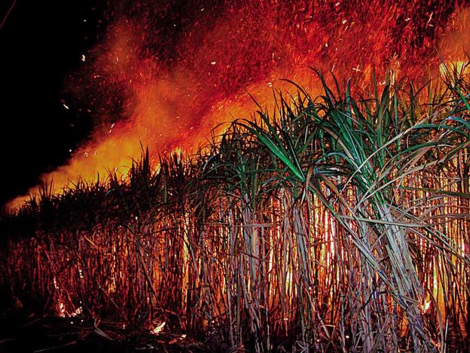 27 lakhs of losses in C-Hetakali: 25 acres of sugarcane of 10 farmers burnt | क-हेटाकळीत २७ लाखांची हानी : १० शेतक-यांचा २५ एकर ऊस जळाला 27 lakhs of losses in C-Hetakali: 25 acres of sugarcane of 10 farmers burnt | क-हेटाकळीत २७ लाखांची हानी : १० शेतक-यांचा २५ एकर ऊस जळाला