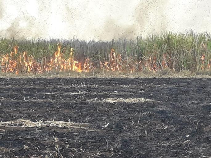 in land dispute Burned sugarcane crop; farmer's Loss of 2.5 lakhs | शेतीच्या वादातून उभा ऊस जाळला; अडीच लाखांचे नुकसान in land dispute Burned sugarcane crop; farmer's Loss of 2.5 lakhs | शेतीच्या वादातून उभा ऊस जाळला; अडीच लाखांचे नुकसान