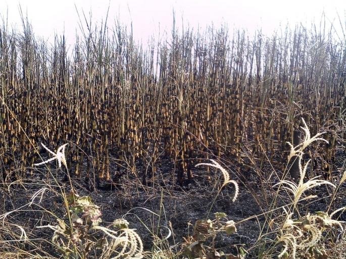 Shortcricket burns two and a half acres of sugarcane | शॉर्टसर्किटने अडीच एकर ऊस जळून खाक Shortcricket burns two and a half acres of sugarcane | शॉर्टसर्किटने अडीच एकर ऊस जळून खाक