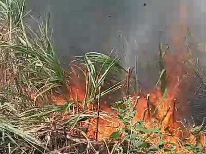 The friction of the hanging wires caused a spark, burning six acres of sugarcane | लोंबकळणाऱ्या तारांचे घर्षण होऊन ठिणगी पडली, सहा एकरवरील ऊस जळून खाक