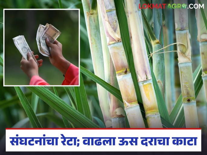 Success in getting Rs 100 including FRP after shetkari sanghatana strike; Farmers benefit from Rs 125 crore | शेतकरी संघटनांच्या रेट्यानंतर एफआरपीसह १०० रुपये घेण्यात यश; शेतकऱ्यांना १२५ कोटींचा फायदा Success in getting Rs 100 including FRP after shetkari sanghatana strike; Farmers benefit from Rs 125 crore | शेतकरी संघटनांच्या रेट्यानंतर एफआरपीसह १०० रुपये घेण्यात यश; शेतकऱ्यांना १२५ कोटींचा फायदा