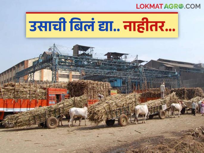 Farmers expected to be paid within 14 days of sugarcane going to crushing; Now warning of filing criminal cases | ऊस गळीतास गेल्यापासून १४ दिवसांत शेतकऱ्यांना पैसे देणे अपेक्षित; आता फौजदारी गुन्हे दाखल करण्याचा इशारा Farmers expected to be paid within 14 days of sugarcane going to crushing; Now warning of filing criminal cases | ऊस गळीतास गेल्यापासून १४ दिवसांत शेतकऱ्यांना पैसे देणे अपेक्षित; आता फौजदारी गुन्हे दाखल करण्याचा इशारा
