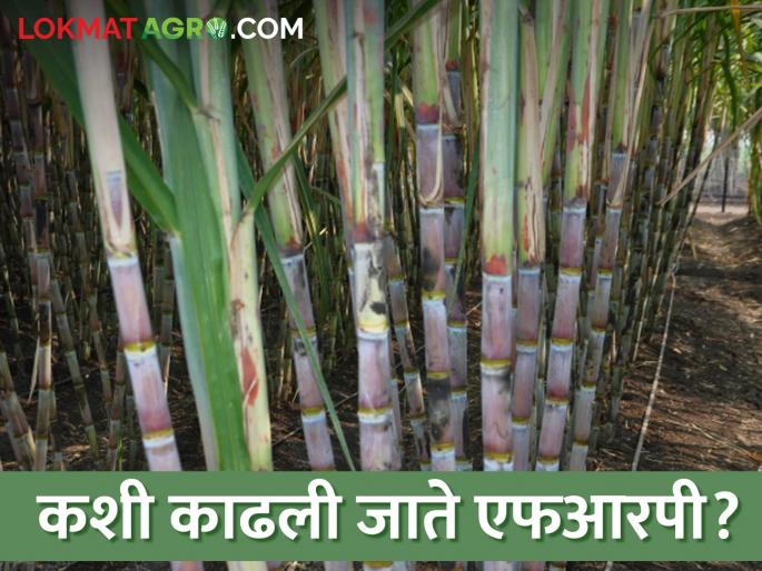 The rates of FRP are fixed according to the price of sugar production rate in this year's sugarcane crushing season | यंदाच्या ऊस गाळप हंगामातील साखरेच्या उताऱ्यानुसार एफआरपीचे दर निश्चित The rates of FRP are fixed according to the price of sugar production rate in this year's sugarcane crushing season | यंदाच्या ऊस गाळप हंगामातील साखरेच्या उताऱ्यानुसार एफआरपीचे दर निश्चित