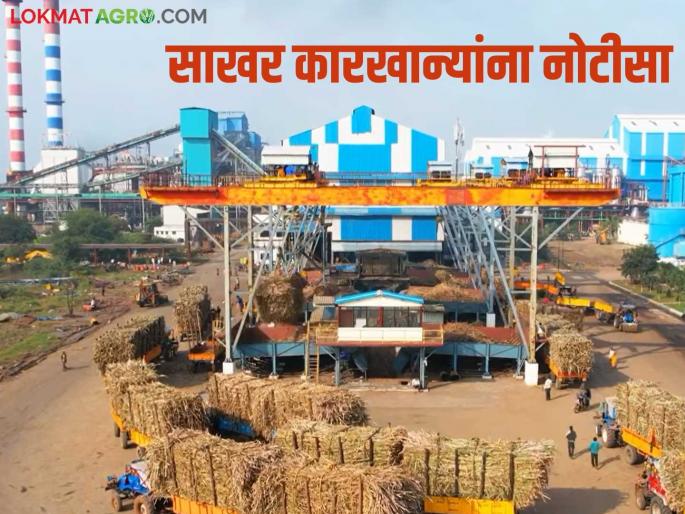 Pay sugarcane farmers within a week or else action will be taken; Notices issued to these 23 sugar factories | ऊस उत्पादक शेतकऱ्यांचे पैसे आठवड्यात द्या नाहीतर कारवाई; या २३ साखर कारखान्यांना नोटिसा Pay sugarcane farmers within a week or else action will be taken; Notices issued to these 23 sugar factories | ऊस उत्पादक शेतकऱ्यांचे पैसे आठवड्यात द्या नाहीतर कारवाई; या २३ साखर कारखान्यांना नोटिसा