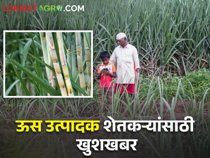 Increase in sugarcane FRP; In Maharashtra per ton will get how much rupees | ऊसाच्या एफआरपीमध्ये वाढ; महाराष्ट्रात प्रती टनाला मिळणार इतके रुपये