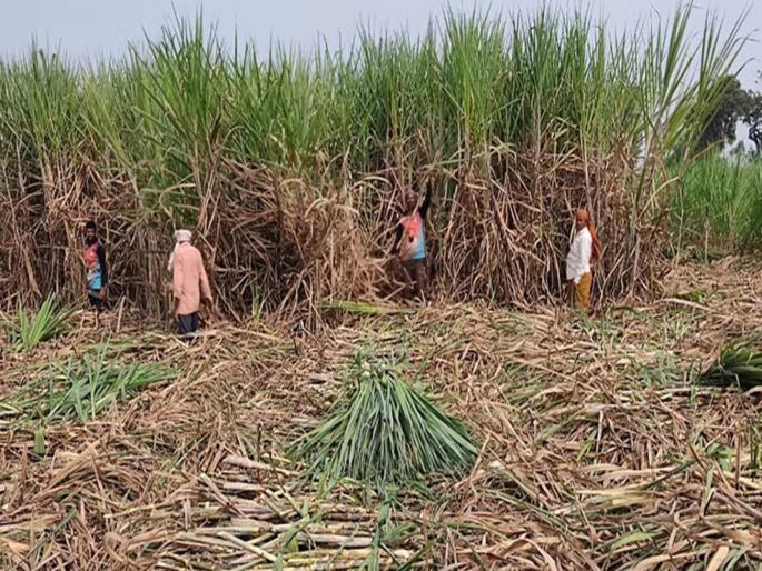 Laborer Hiding Due to Unpaid Advance Strangles Wife and end Himself in Sangola | पत्नीची हत्या अन् स्वतःलाही संपवले; सांगोल्यात ऊसतोड मजूराचे हादरवणारे कृत्य, लपून राहायचा Laborer Hiding Due to Unpaid Advance Strangles Wife and end Himself in Sangola | पत्नीची हत्या अन् स्वतःलाही संपवले; सांगोल्यात ऊसतोड मजूराचे हादरवणारे कृत्य, लपून राहायचा