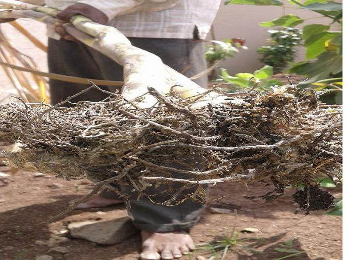 Under the threat of sugarcane over 3,000 hectares by the attack of the Humani in Bhum Taluka | भूम तालुक्यात हुमणीच्या आक्रमणाने ३ हजार हेक्टरवरील ऊस धोक्यात