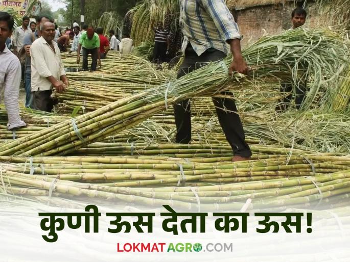 Sugarcane Factory: Read detailed accounts of sugarcane producers of factories | Sugarcane Factory : कारखानदारांचे ऊस उत्पादकांना साकडे वाचा सविस्तर Sugarcane Factory: Read detailed accounts of sugarcane producers of factories | Sugarcane Factory : कारखानदारांचे ऊस उत्पादकांना साकडे वाचा सविस्तर