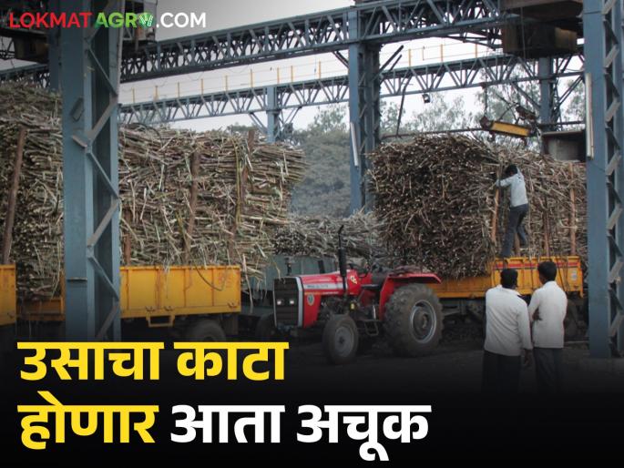 Sugarcane cutting will no longer be a problem for farmers; Government gives its approval to cutting | उसाचा काटा आता नाही करणार शेतकऱ्यांचा घाटा; काटामारीवर सरकारी शिक्कामोर्तब