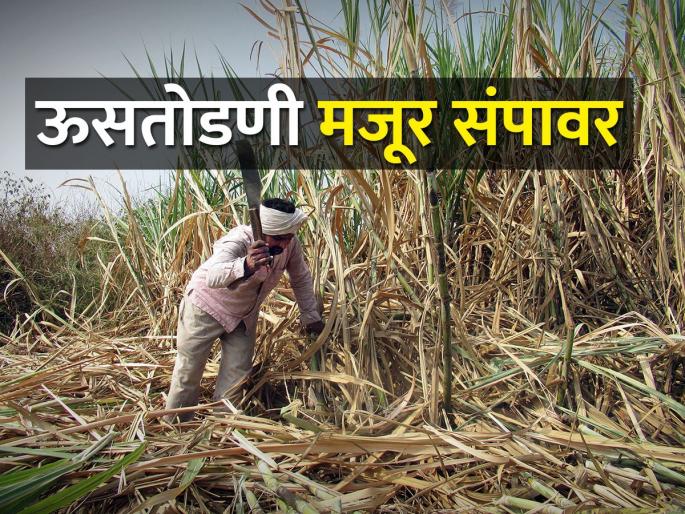 Sugarcane factories will have to face strikes before the harvesting season | गाळप हंगामापूर्वी कारखान्यांना करावा लागणार संपाचा सामना Sugarcane factories will have to face strikes before the harvesting season | गाळप हंगामापूर्वी कारखान्यांना करावा लागणार संपाचा सामना