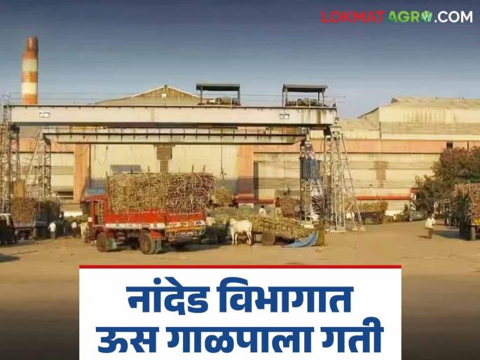 Sugarcane Crushing: How much sugarcane crushing is done by 29 factories in Nanded division? Read in detail | Sugarcane Crushing : नांदेड विभागात २९ कारखान्यांचे उसाचे गाळप किती? वाचा सविस्तर Sugarcane Crushing: How much sugarcane crushing is done by 29 factories in Nanded division? Read in detail | Sugarcane Crushing : नांदेड विभागात २९ कारखान्यांचे उसाचे गाळप किती? वाचा सविस्तर