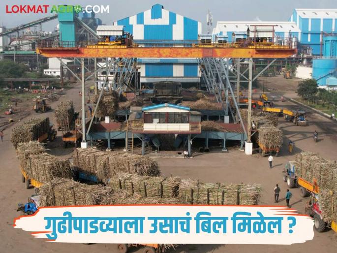 Payment status of sugarcane farmers in the state; How much has been received and how much has been stuck? | राज्यात ऊस उत्पादक शेतकऱ्यांच्या पेमेंटची स्थिती; किती मिळाले तर किती अडकले? Payment status of sugarcane farmers in the state; How much has been received and how much has been stuck? | राज्यात ऊस उत्पादक शेतकऱ्यांच्या पेमेंटची स्थिती; किती मिळाले तर किती अडकले?