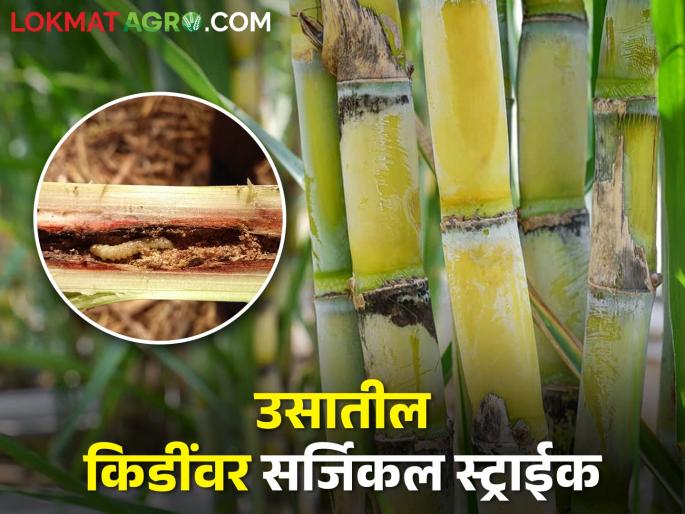 Control sugarcane pests by chemical and biological methods | उसावरील किडींचा रासायनिक आणि जैविक पद्धतीने असा करा बंदोबस्त Control sugarcane pests by chemical and biological methods | उसावरील किडींचा रासायनिक आणि जैविक पद्धतीने असा करा बंदोबस्त