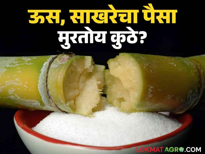 Sugarcane rate strike likely to intensify; Sugarcane price will put both industrialists and farmers in trouble! | ऊस आंदोलन उग्र होण्याची शक्यता; ऊसदर कारखानदार, शेतकऱ्यांनाही अडचणीत आणणारा! Sugarcane rate strike likely to intensify; Sugarcane price will put both industrialists and farmers in trouble! | ऊस आंदोलन उग्र होण्याची शक्यता; ऊसदर कारखानदार, शेतकऱ्यांनाही अडचणीत आणणारा!