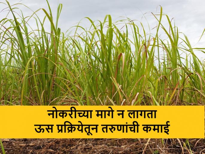 Badnapur youth doing sugarcane processing after gradation | नोकरीच्या मागे न लागता बदनापूरच्या पदवीधरांनी यशस्वी केला ऊस प्रक्रिया उद्योग Badnapur youth doing sugarcane processing after gradation | नोकरीच्या मागे न लागता बदनापूरच्या पदवीधरांनी यशस्वी केला ऊस प्रक्रिया उद्योग