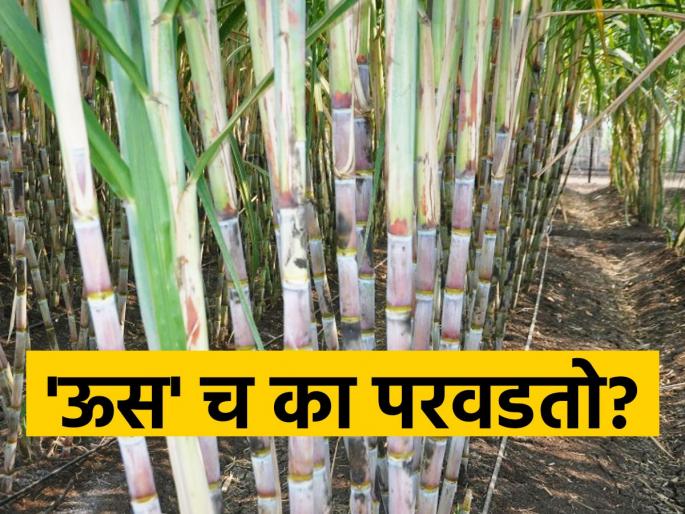 Farmers are inclined towards sugarcane due to guaranteed income along with guaranteed price | हमखास उत्पन्नाबरोबरच हमीभावामुळे शेतकऱ्यांचा उसाकडेच कल Farmers are inclined towards sugarcane due to guaranteed income along with guaranteed price | हमखास उत्पन्नाबरोबरच हमीभावामुळे शेतकऱ्यांचा उसाकडेच कल