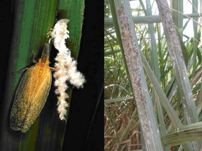 Identify and control sugarcane whiteflies and Pyrilla pests in timely | ऊसावरील पांढरी माशी आणि पायरीला ओळखा आणि वेळीच नियंत्रण करा Identify and control sugarcane whiteflies and Pyrilla pests in timely | ऊसावरील पांढरी माशी आणि पायरीला ओळखा आणि वेळीच नियंत्रण करा