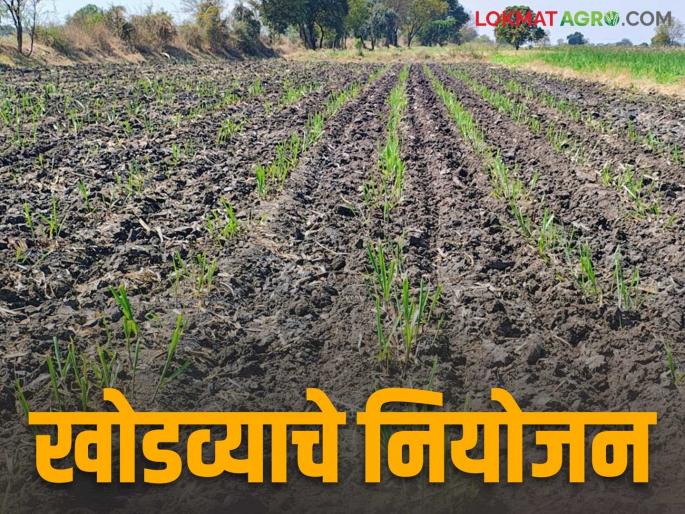 Khodwa Us : If you are going to keep sugarcane ratoon crop, do not do these 6 things; Read in detail | Khodwa Us : उसाचा खोडवा ठेवणार असाल तर ह्या ६ गोष्टी करू नका; वाचा सविस्तर Khodwa Us : If you are going to keep sugarcane ratoon crop, do not do these 6 things; Read in detail | Khodwa Us : उसाचा खोडवा ठेवणार असाल तर ह्या ६ गोष्टी करू नका; वाचा सविस्तर