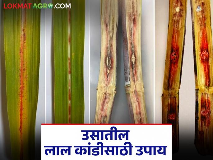 Does the inner core of sugarcane look red? Then this disease has come to sugarcane; How to control it | उसाचा आतील गाभा लाल झालेला दिसतोय? मग उसात आलाय 'हा' रोग; कसे कराल नियंत्रण