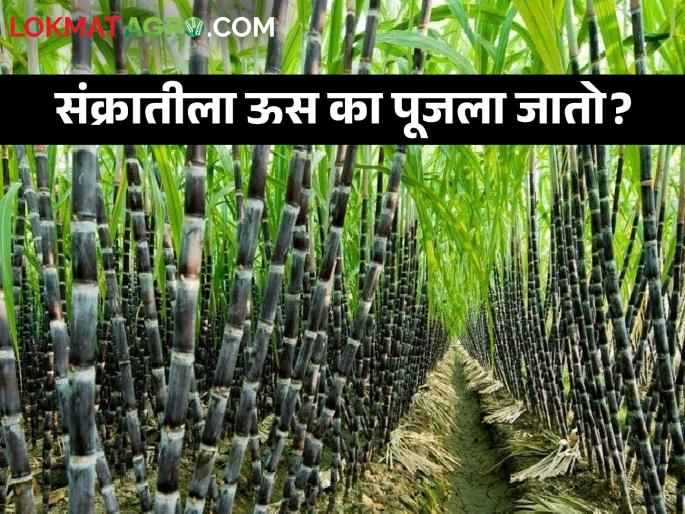 Latest News sugarcane importance on Makar Sankranti? seeds Puja on this day | Makar Sankranti 2024 : मकर संक्रातीला ऊस का पूजला जातो? हे आहे कारण Latest News sugarcane importance on Makar Sankranti? seeds Puja on this day | Makar Sankranti 2024 : मकर संक्रातीला ऊस का पूजला जातो? हे आहे कारण