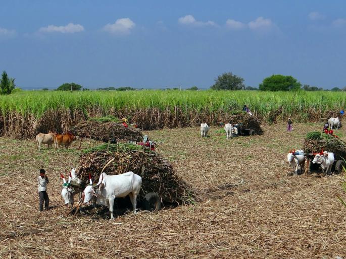 Panchganga's highest first lift of 3 thousand three hundred, price competition among sugar mills | चालू गळीत हंगामासाठी उसाला राज्यातील सर्वाधिक पहिली उचल जाहीर, पंचगंगांकडून प्रतिटन 3300 रुपये भाव Panchganga's highest first lift of 3 thousand three hundred, price competition among sugar mills | चालू गळीत हंगामासाठी उसाला राज्यातील सर्वाधिक पहिली उचल जाहीर, पंचगंगांकडून प्रतिटन 3300 रुपये भाव