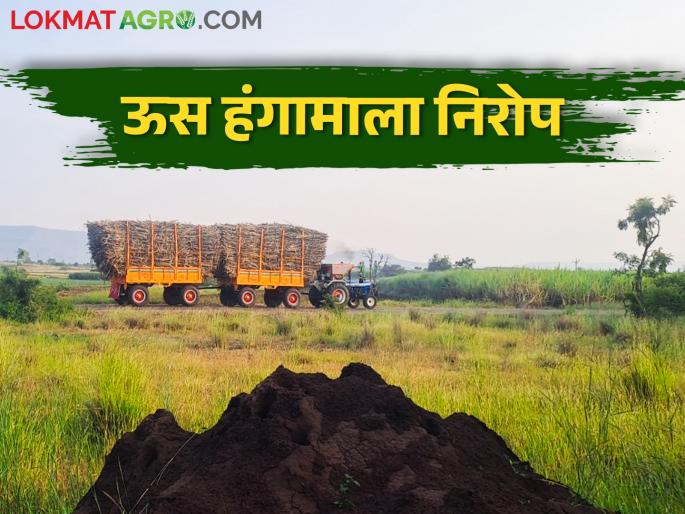 Sugarcane workers farewell to this year's sugarcane harvesting season; You will also be surprised | ऊसतोड कामगारांनी यंदाच्या ऊस गाळप हंगामाला दिला हटके निरोप; तुम्हाला पण वाटेल आश्चर्य Sugarcane workers farewell to this year's sugarcane harvesting season; You will also be surprised | ऊसतोड कामगारांनी यंदाच्या ऊस गाळप हंगामाला दिला हटके निरोप; तुम्हाला पण वाटेल आश्चर्य