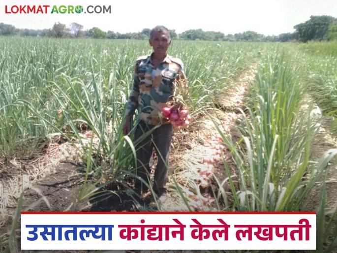 Farmer Nivrutti Patil grew onion as an intercrop with sugarcane; earned Rs 3 lakh per acre | पाटलांनी उसात आंतरपीक म्हणून पिकविला कांदा; एकरात केली ३ लाखांची कमाई Farmer Nivrutti Patil grew onion as an intercrop with sugarcane; earned Rs 3 lakh per acre | पाटलांनी उसात आंतरपीक म्हणून पिकविला कांदा; एकरात केली ३ लाखांची कमाई