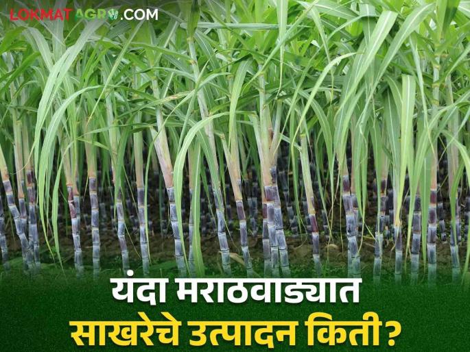 Sugarcane in Marathwada : Forecast of Agriculture Department: Sugarcane area is likely to decrease in Marathwada this year | Sugarcane in Marathwada : कृषी विभागाचा अंदाज : मराठवाड्यात यंदा उसाचे क्षेत्र घटण्याची शक्यता