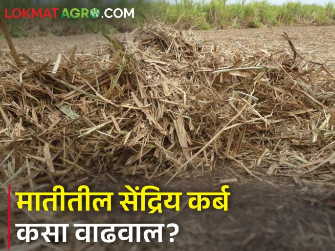 Do not fire sugarcane trash and crop Stubble; Decompose and keep the soil alive | पाचट, धसकट जाळू नका; कुजवा अन् मातीला जिवंत ठेवा Do not fire sugarcane trash and crop Stubble; Decompose and keep the soil alive | पाचट, धसकट जाळू नका; कुजवा अन् मातीला जिवंत ठेवा
