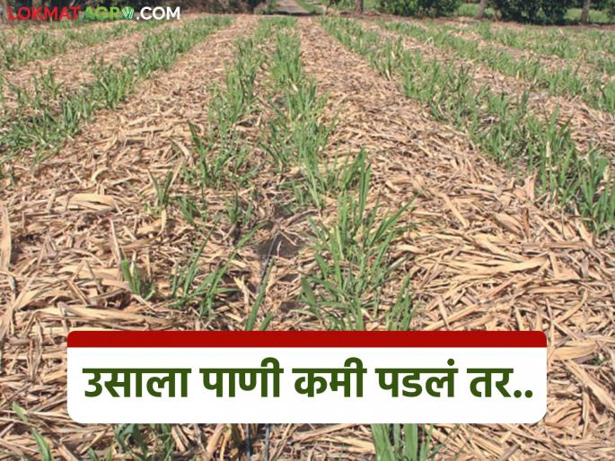 Is sugarcane crop facing water shortage in summer? Take these measures | उन्हाळ्यात ऊस पिकाला पाणी कमी पडतंय? करा ह्या उपाययोजना Is sugarcane crop facing water shortage in summer? Take these measures | उन्हाळ्यात ऊस पिकाला पाणी कमी पडतंय? करा ह्या उपाययोजना