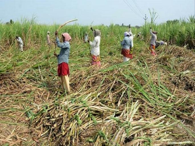 352 sugarcane workers died of snakebite during the year; Gulabrao Patil will follow up for insurance | वर्षभरात ३५२ ऊसतोड कामगारांचा सर्पदंशाने मृत्यू; विम्यासाठी गुलाबराव पाटील करणार पाठपुरावा 352 sugarcane workers died of snakebite during the year; Gulabrao Patil will follow up for insurance | वर्षभरात ३५२ ऊसतोड कामगारांचा सर्पदंशाने मृत्यू; विम्यासाठी गुलाबराव पाटील करणार पाठपुरावा
