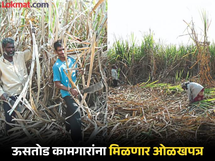 After the survey, all sugarcane workers in the maharashtra state will get identity cards | मोठी बातमी! सर्वेक्षणानंतर राज्यातील सर्व ऊसतोड कामगारांना मिळणार ओळखपत्र, प्रक्रिया सुरू After the survey, all sugarcane workers in the maharashtra state will get identity cards | मोठी बातमी! सर्वेक्षणानंतर राज्यातील सर्व ऊसतोड कामगारांना मिळणार ओळखपत्र, प्रक्रिया सुरू