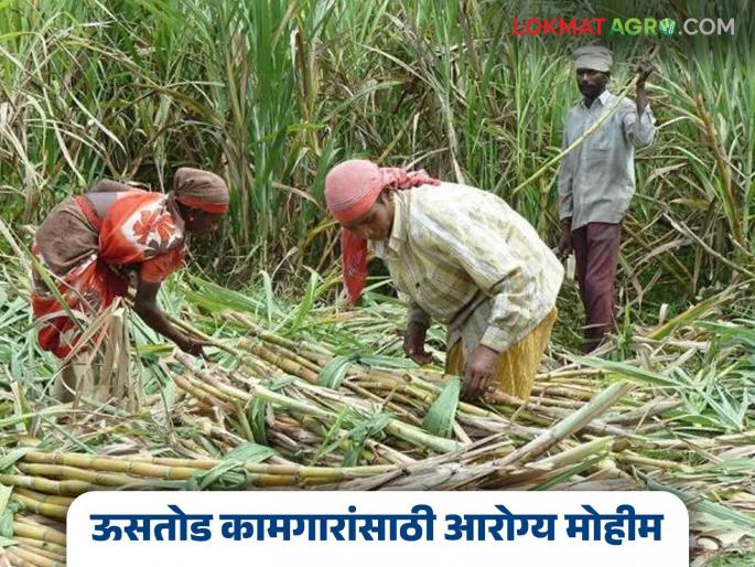latest news Sugarcane Workers Health: Health shield for sugarcane workers; Check-up campaign in 'this' district Read in detail | Sugarcane Workers Health : ऊसतोड कामगारांसाठी आरोग्याची कवच–कुंडलं; 'या' जिल्ह्यात तपासणी मोहीम वाचा सविस्तर latest news Sugarcane Workers Health: Health shield for sugarcane workers; Check-up campaign in 'this' district Read in detail | Sugarcane Workers Health : ऊसतोड कामगारांसाठी आरोग्याची कवच–कुंडलं; 'या' जिल्ह्यात तपासणी मोहीम वाचा सविस्तर