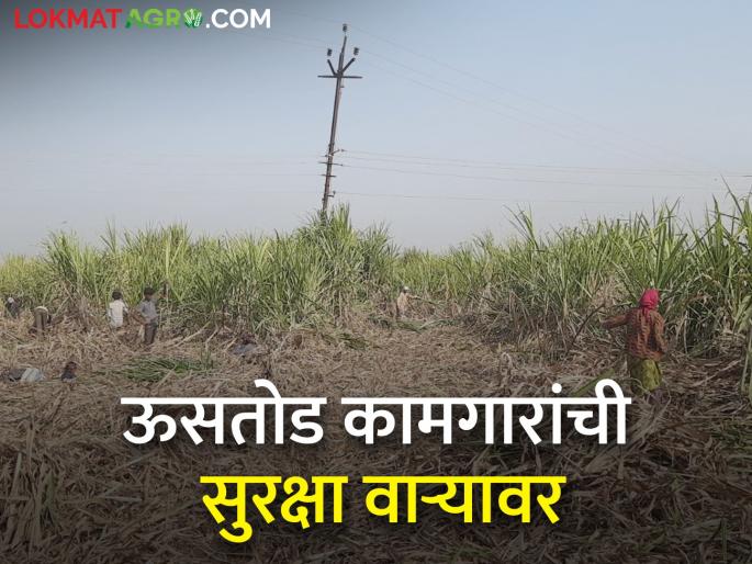 Latest news Safety of sugarcane workers on alert due to leopard infestation | ऊसतोड, बिबट्याचे दर्शन अन् कामगारांची सुरक्षा Latest news Safety of sugarcane workers on alert due to leopard infestation | ऊसतोड, बिबट्याचे दर्शन अन् कामगारांची सुरक्षा